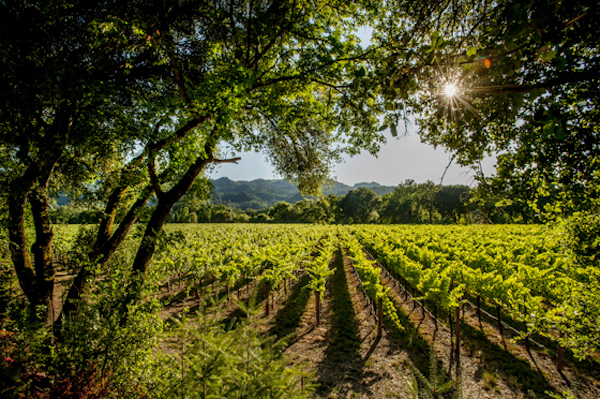 10-Years & Counting: Healdsburg WWTP Mempulse System with Original B40N Membranes | WWD