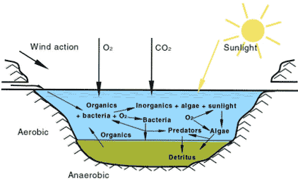 Sewage is a complex mixture ...